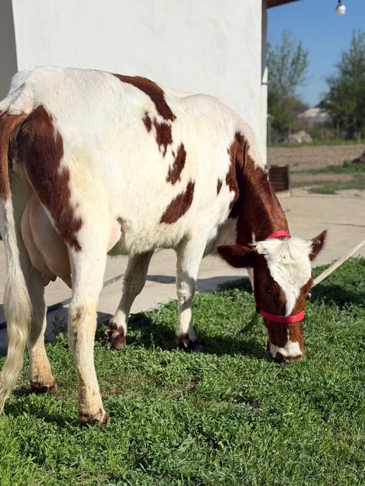 Сүтті парода симентал бзаулы сиыр