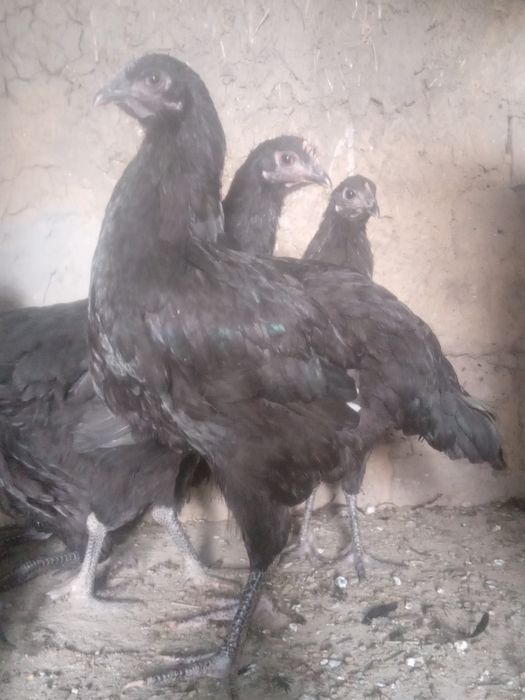 Gigant qora shaĝzoda