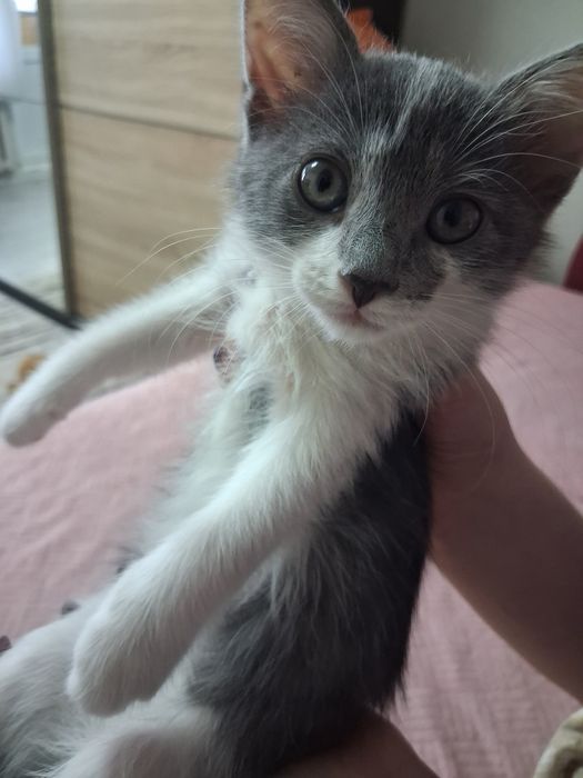 Отдам котят в любящие руки