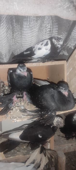 Голуби в продаже имеются