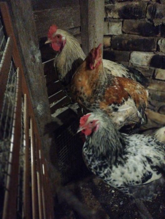 Молодые Петушки !