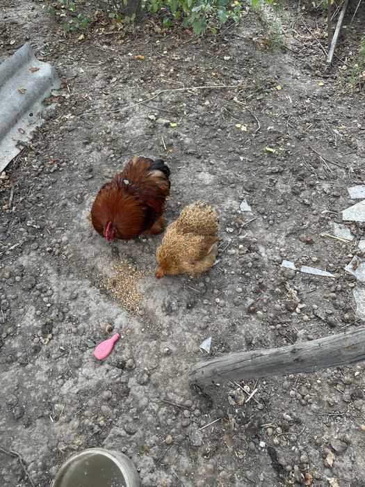 Продам карликовых кохов