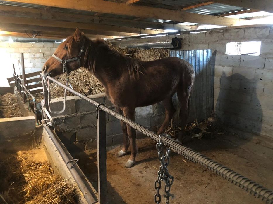 Продаю кобылу почти 2 годовалый