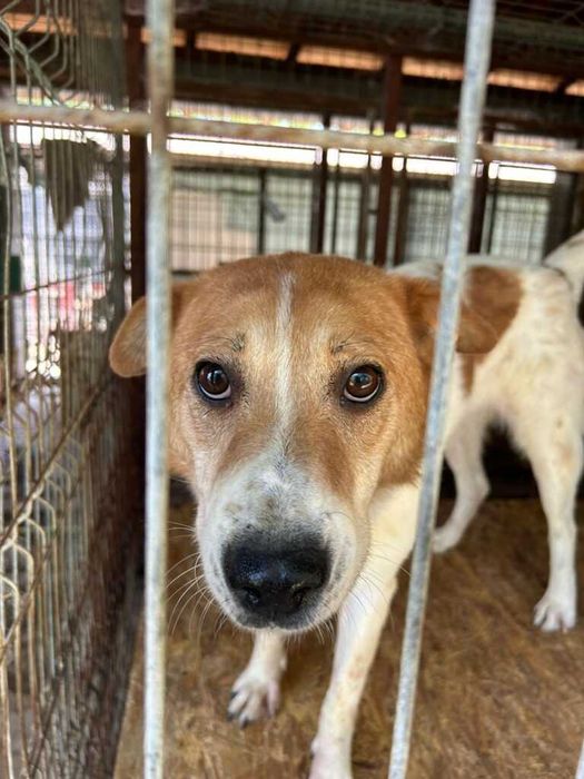 Adopta un caine - un sufletel are nevoie de stapan!