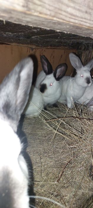 Продам кроликов от 10000