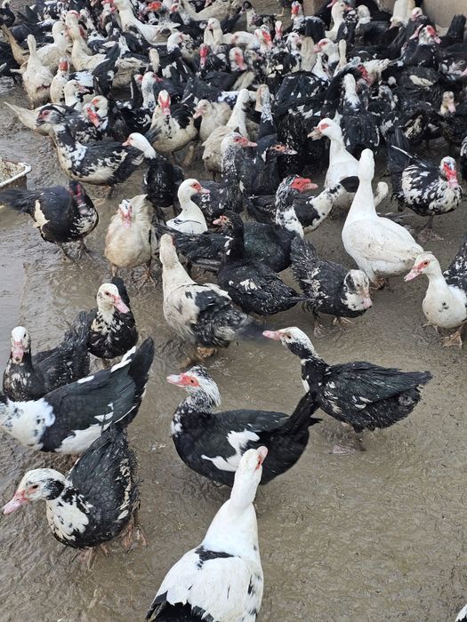 Продаются яйца индоутки на инкубацию