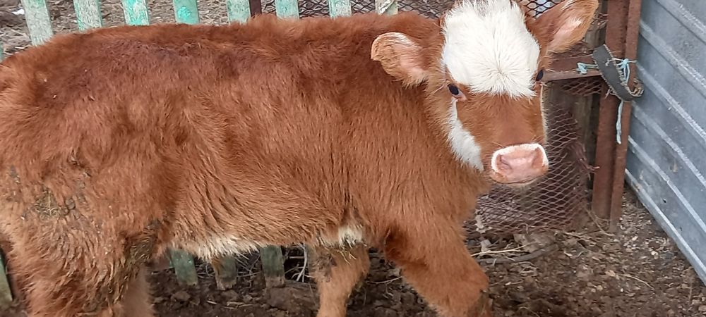 Бычок теленок очень крепкий белоголовый