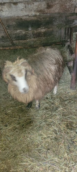 Vând o oaie cu miel și o mioara