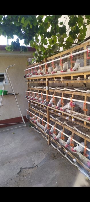 Дамашний тухум Damashniy tuxum