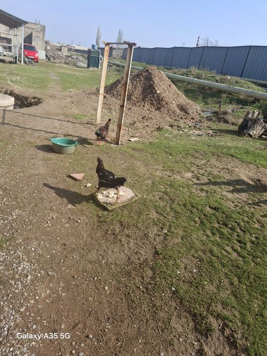 2 Қара ҚОРАЗ сатылады