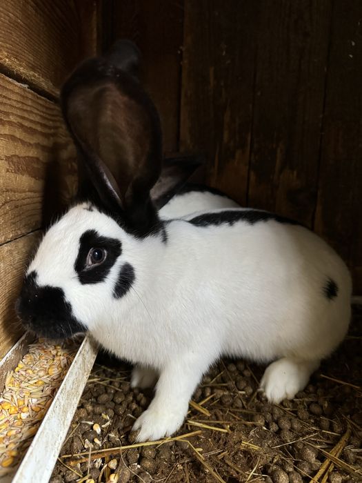 Vand iepuri . Rasa Fluture Gernam si Belgian Albastru