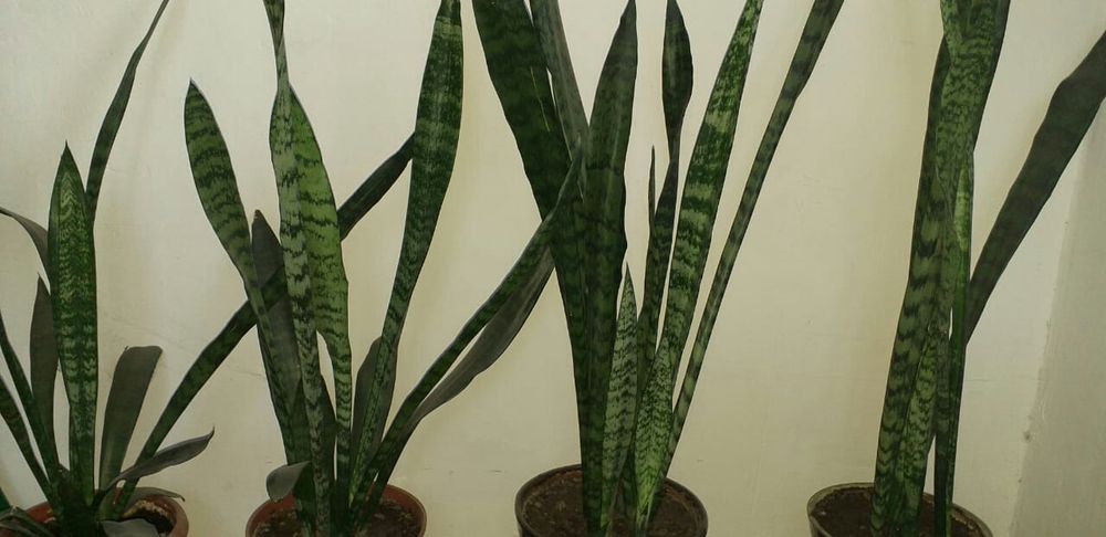 Сансиерия или "Заячьи ушки".