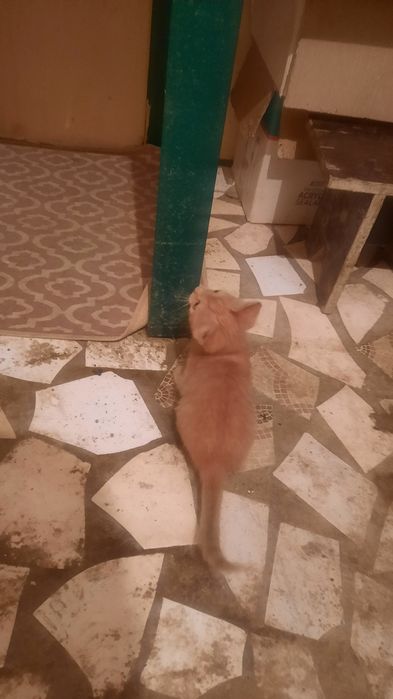 Котята даром, бесплатно.
