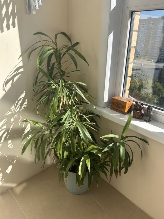 Продам пальму Юкка