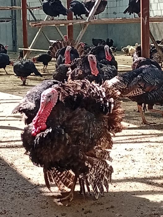 Induk xoʼrozlari sotiladi.Soni cheklangan