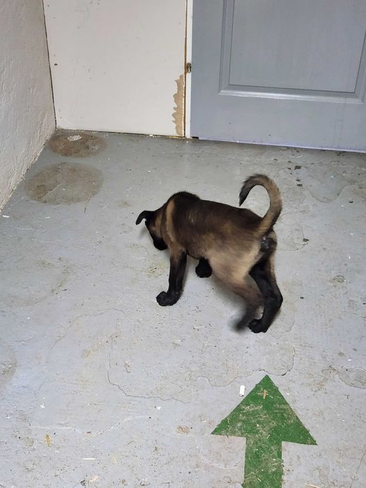 Ciobanesc belgian Malinois cu pedigree