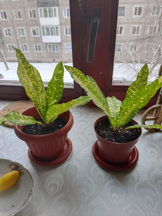 Продам куст и ростки размарина.