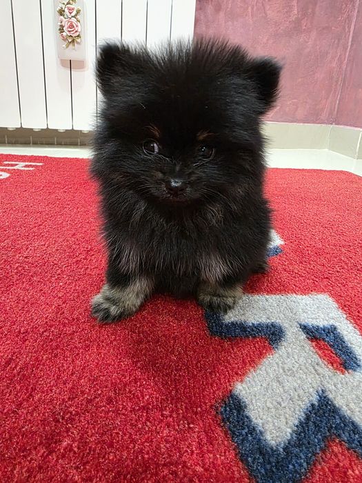 Fetita Black and tan