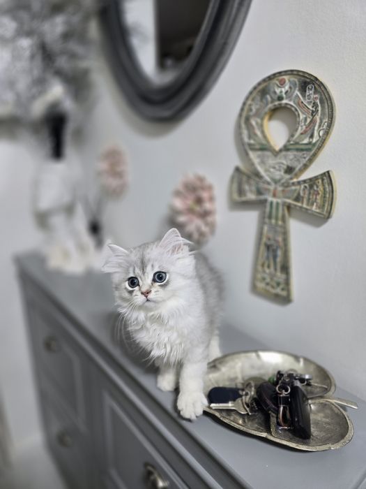 Pui pisică british longhair