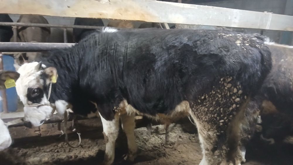 Бұқалар сатылады