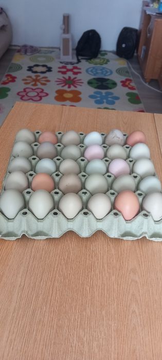 Oua pentru incubat de vanzare  ,de la gaini Olive , Ester egger , Amer