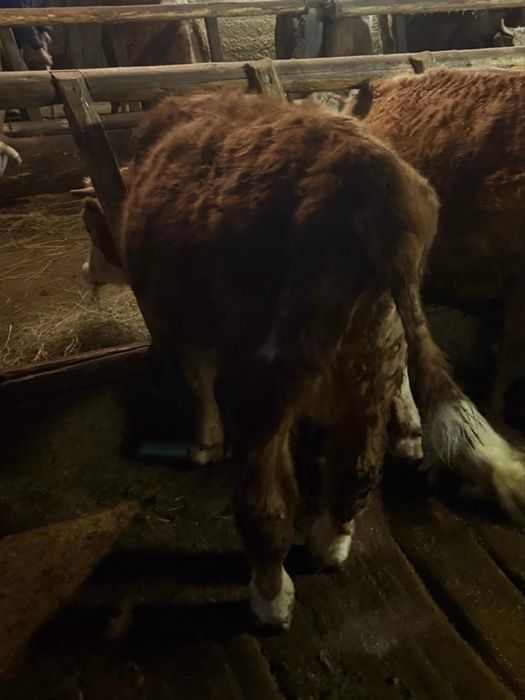 Taur, junincă și vițel Bălțată Românească de origine