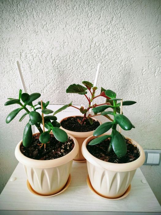 Комнатные растения.