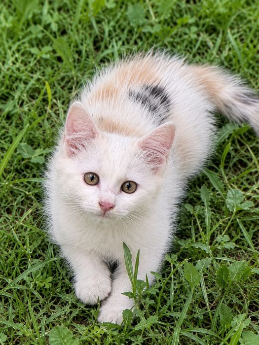 Ищем дом для  котенка
