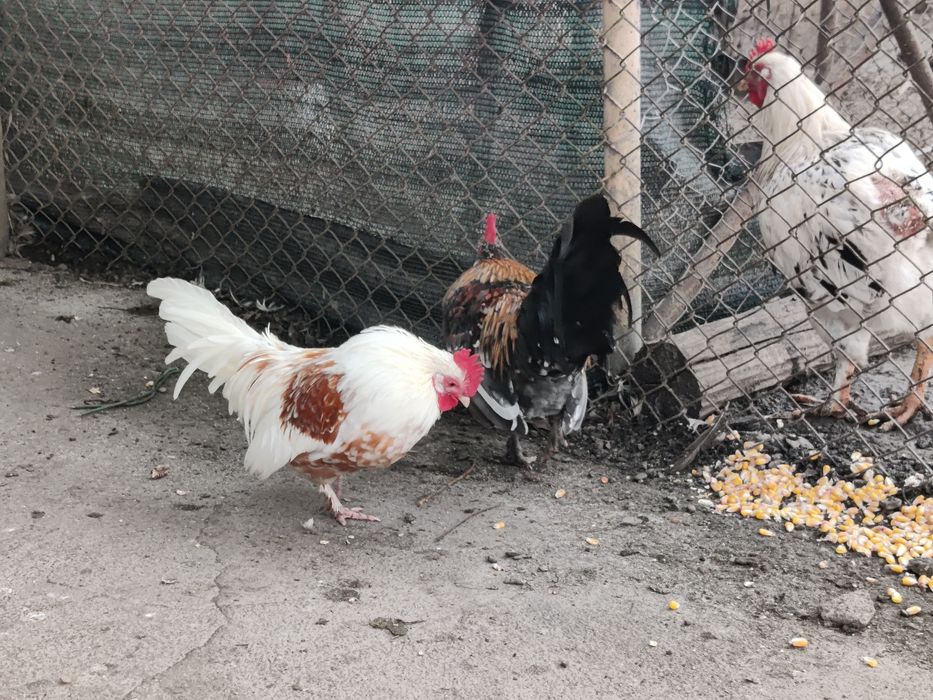 Cocosi mii de flori richi