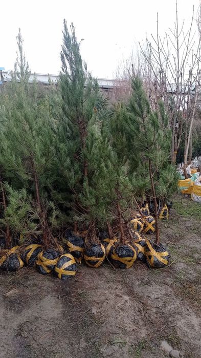 Har xil turdagi archalar