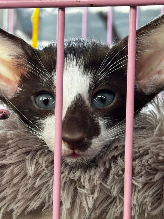 Ориентальные котята