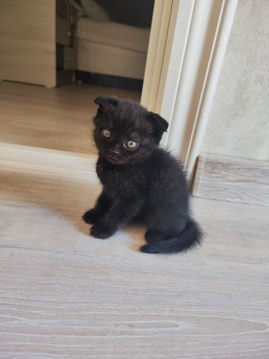 Котята Отдам даром добрый рук