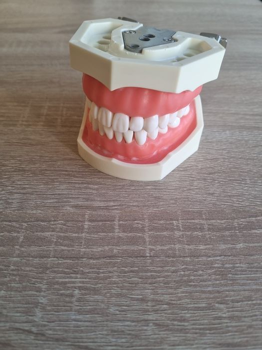 Model antrenament stomatollgie cu dinti din acrilat detasabili.