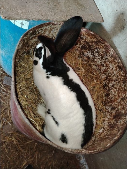 Mascul fluture german