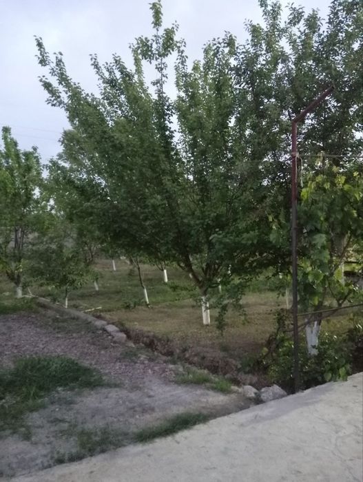 Srochna Uy hovli sotiladi pul zaril  narxini kelishamiz