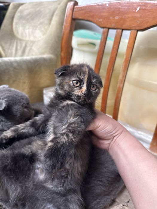 Котята отдам даром