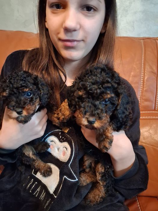 Пудели мини и той