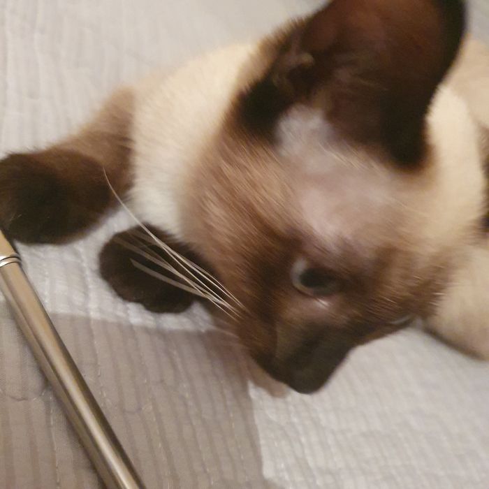 Котёнок девочка!