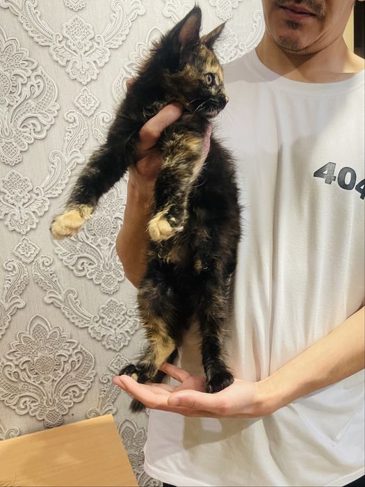 Шикарный котёнок Мейн-кун, девочка