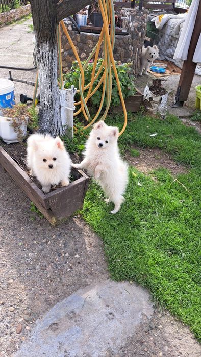 Померан/Шпиц. 2 момче / 1 момиче . 3 месец