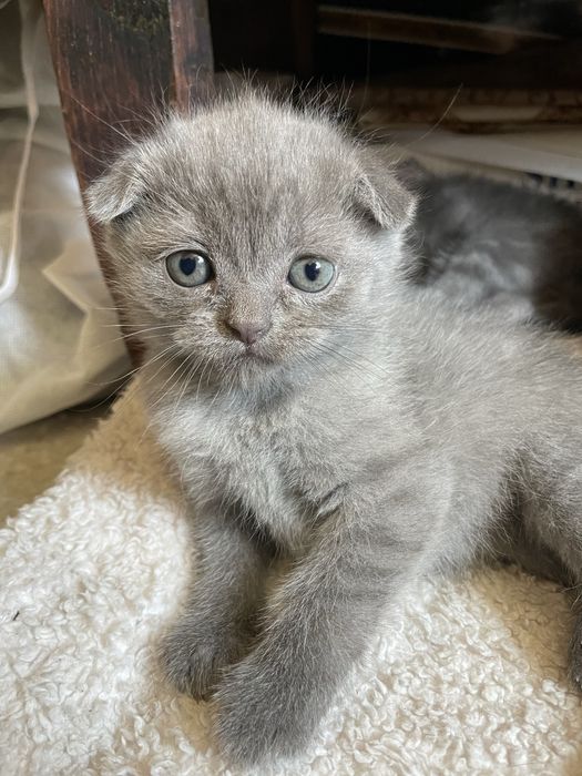 sotiladi! scotish fold