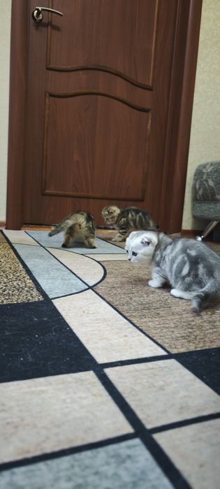 Шотландские котятя