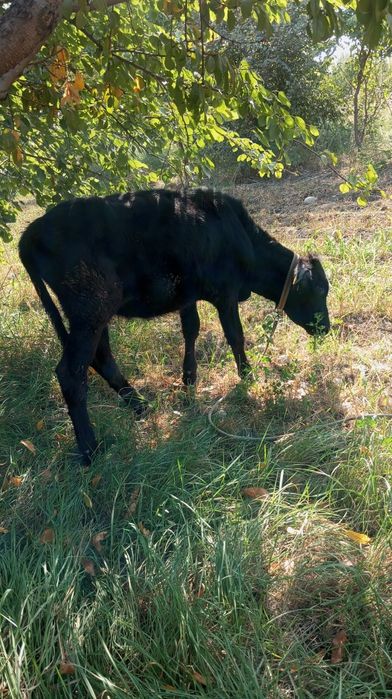 Buzakcha bor yoshi 5oylik narxi 10.000million kami bor