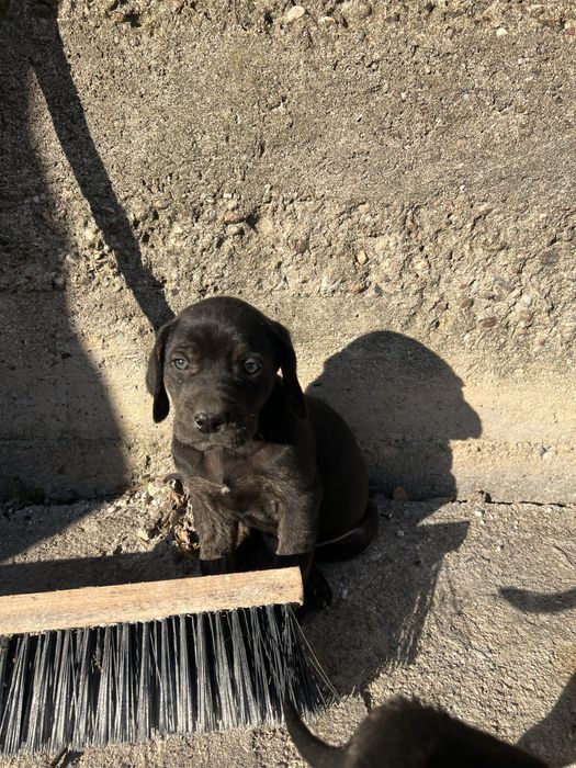 Подарявят се 3 мъжки кученца