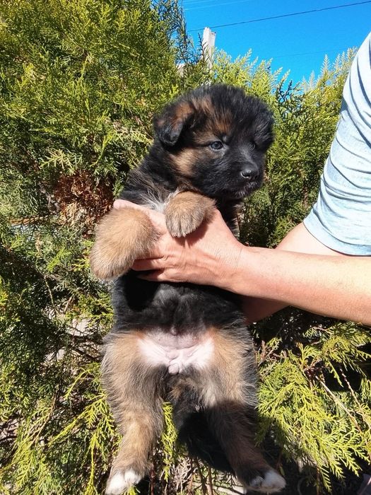 Щенки немецкой овчарки