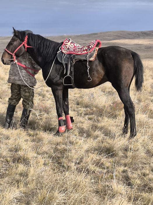 Айгыр пушка! мощный