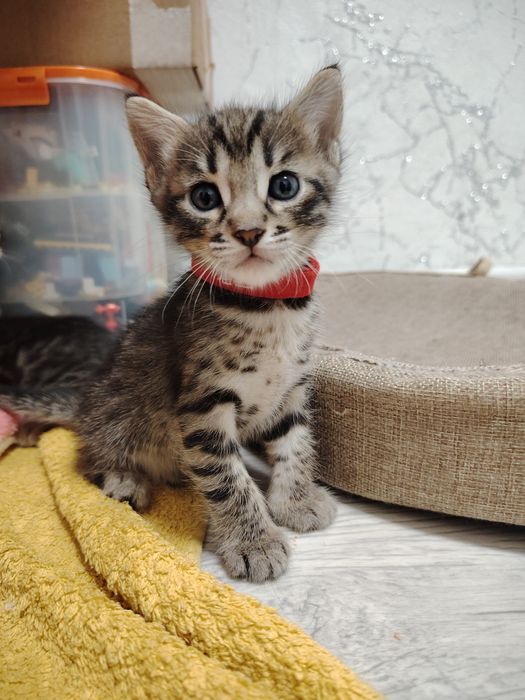 Бенгальские котята