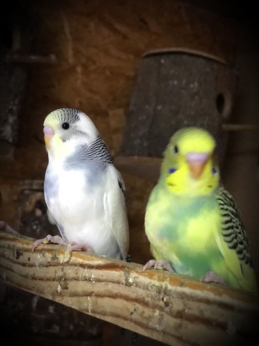 Vand papagali perusi , canari,zebre .etv