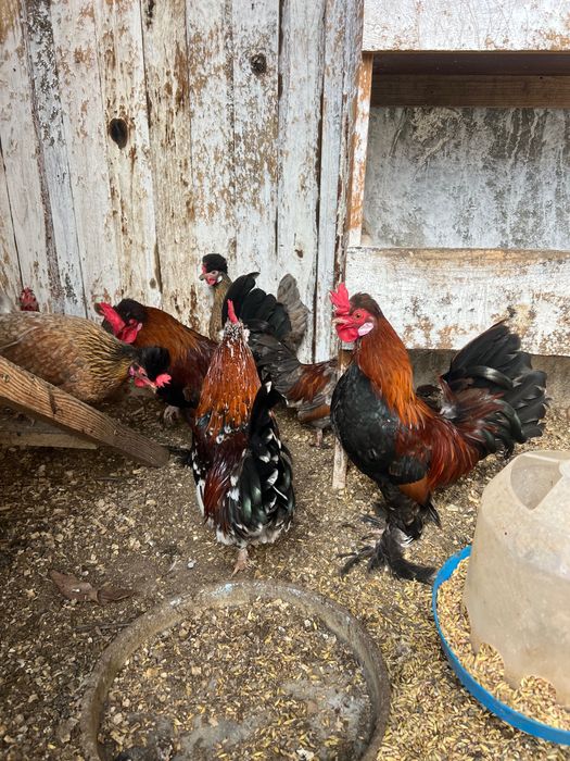 Петли Домашни на свободно гледане