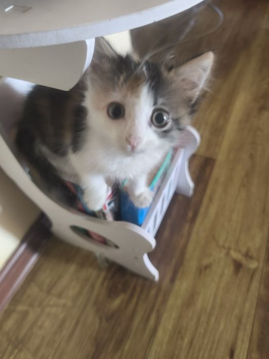Отдам котенка в хорошие руки